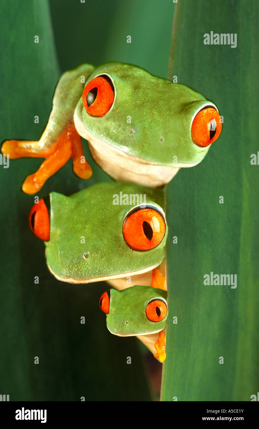 Three red eyed tree frogs Stock Photo