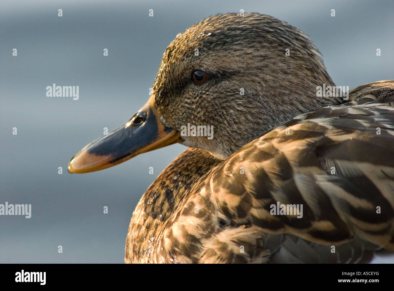 Female Mallard Duck Stock Photo