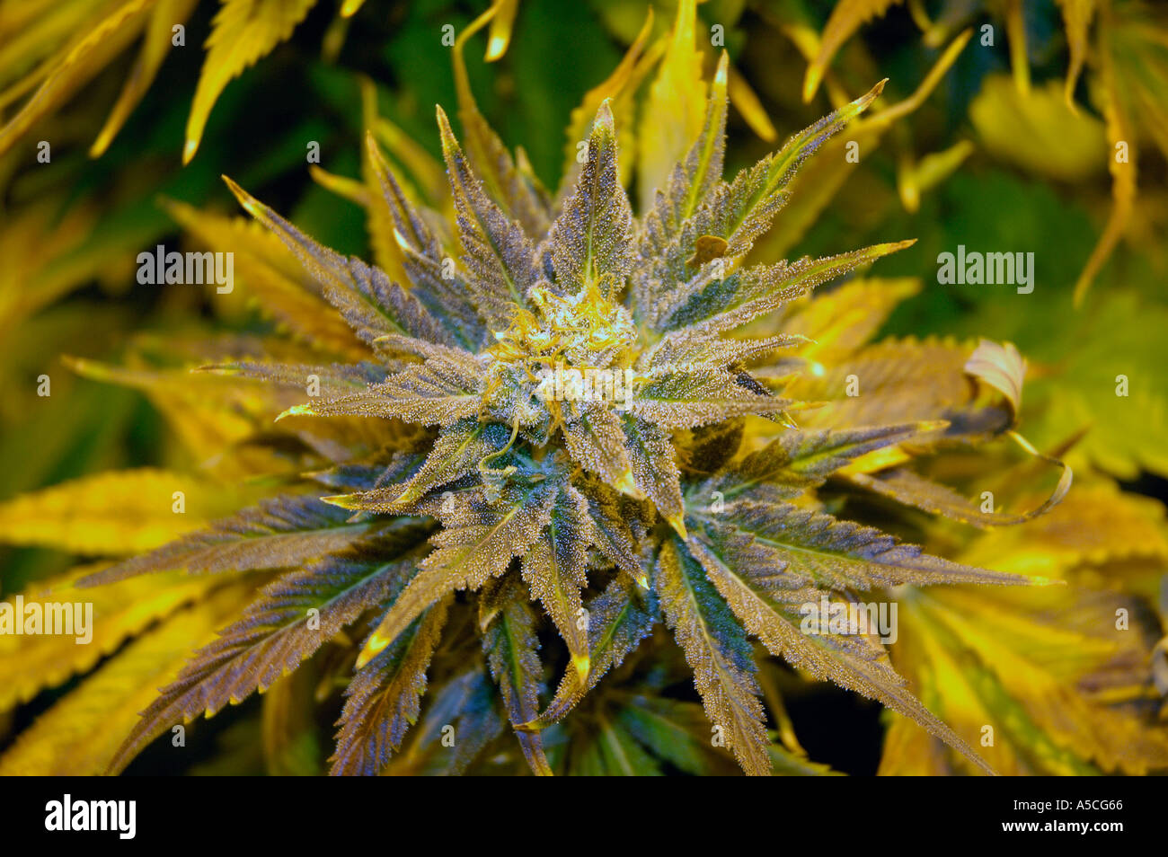 The bud of a cannabis plant Stock Photo