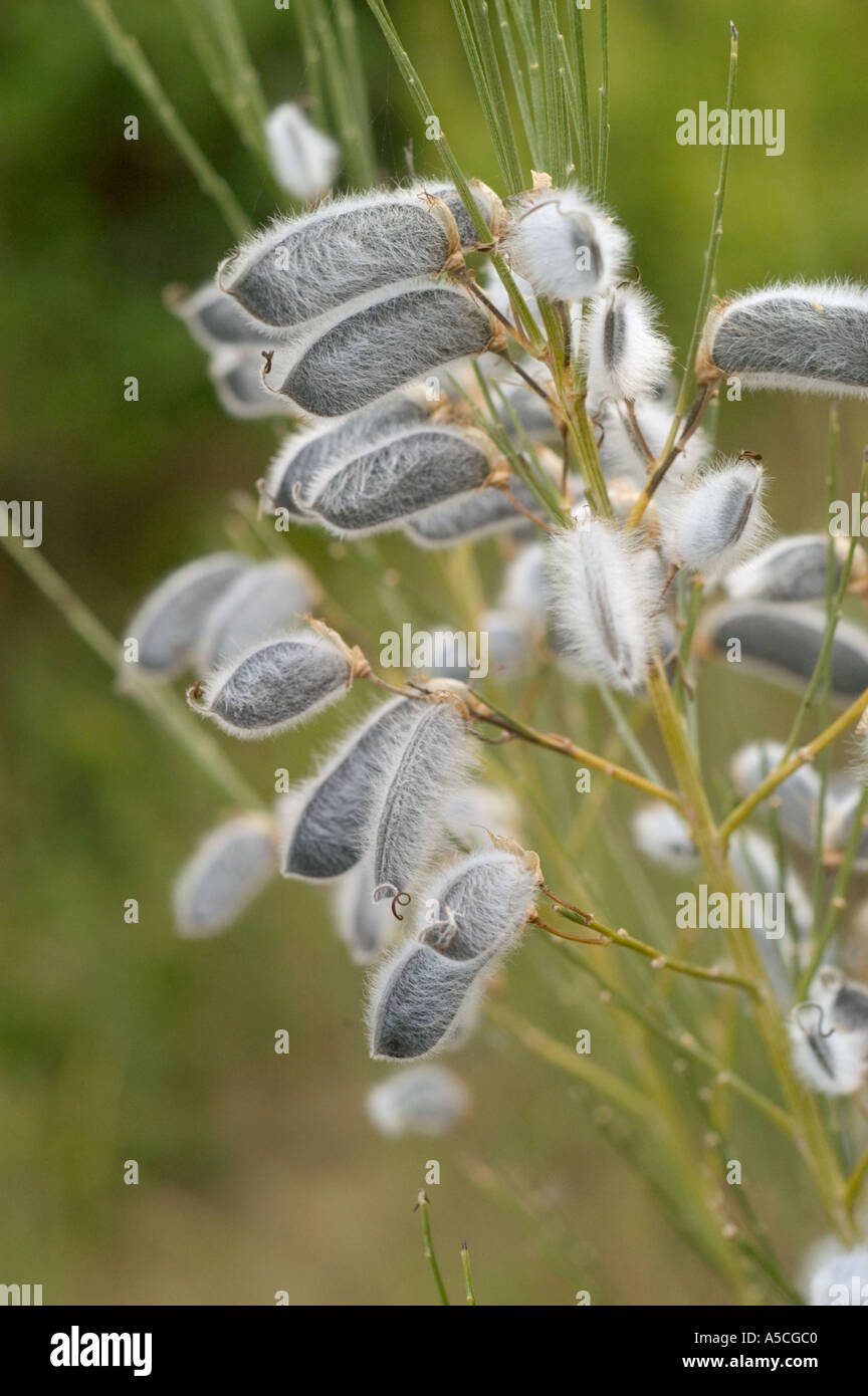 Michigan Trees With Seed Pods