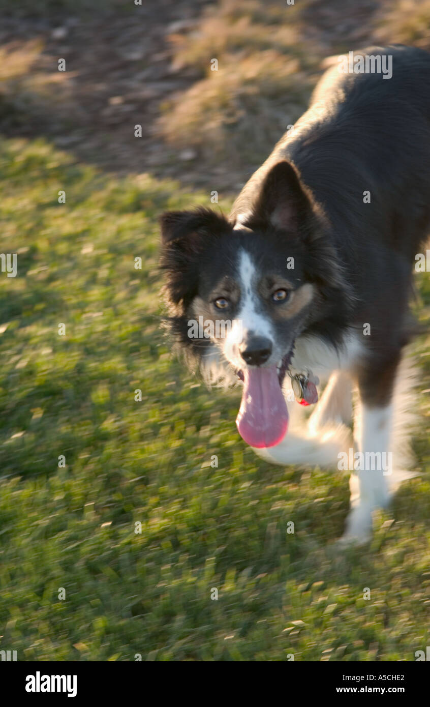 A color vertical photo of an Australian Shepard dog runing with his tongue hanging out Stock Photo