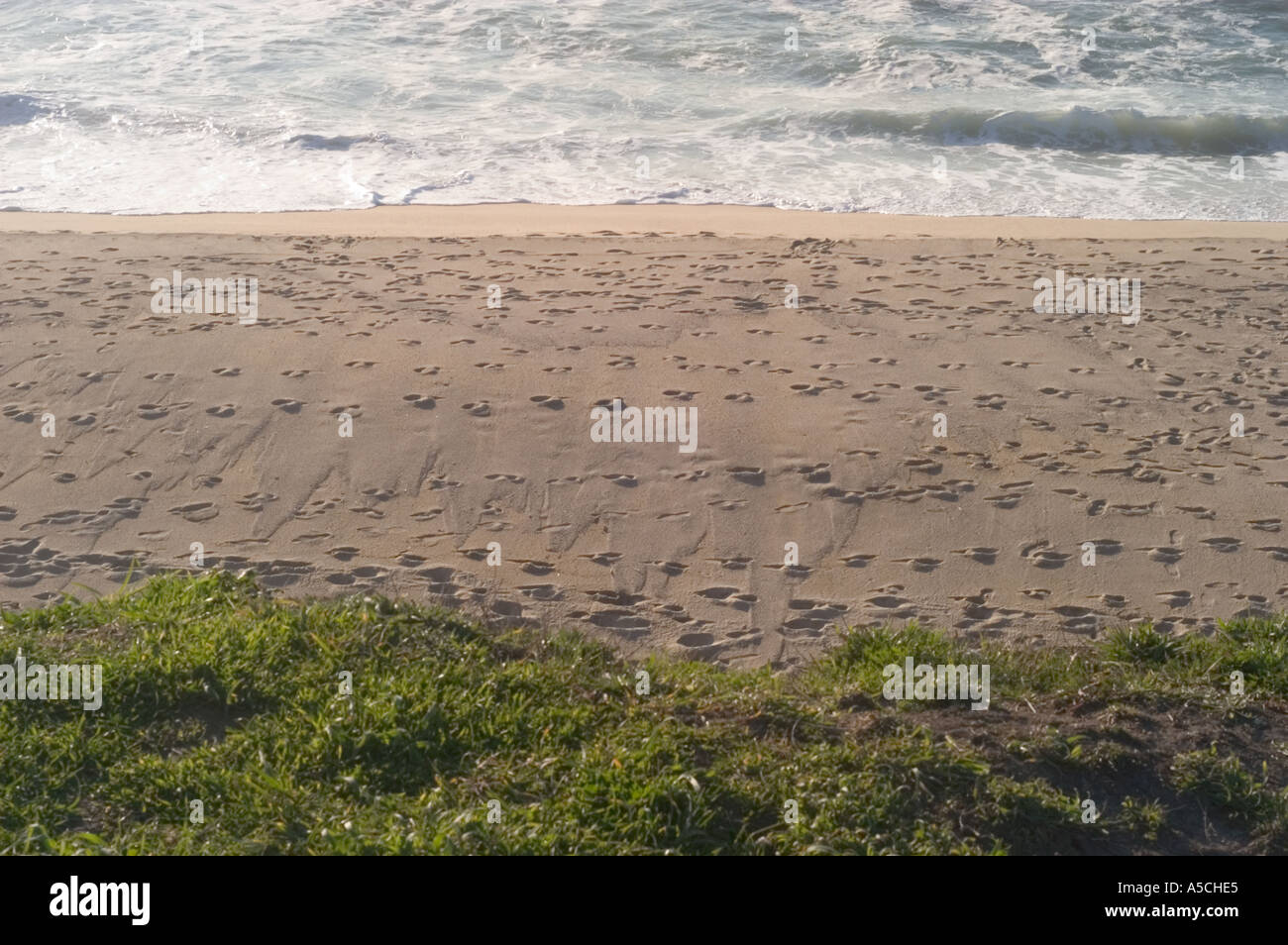 Horizontal color image of a thin strech of beach between ocean and grass apparently heavily travelled with many footprints Stock Photo