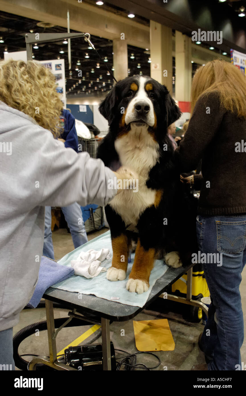 Two women groom a Bernese Mountain Dog at the Detroit Kennel Club Dog