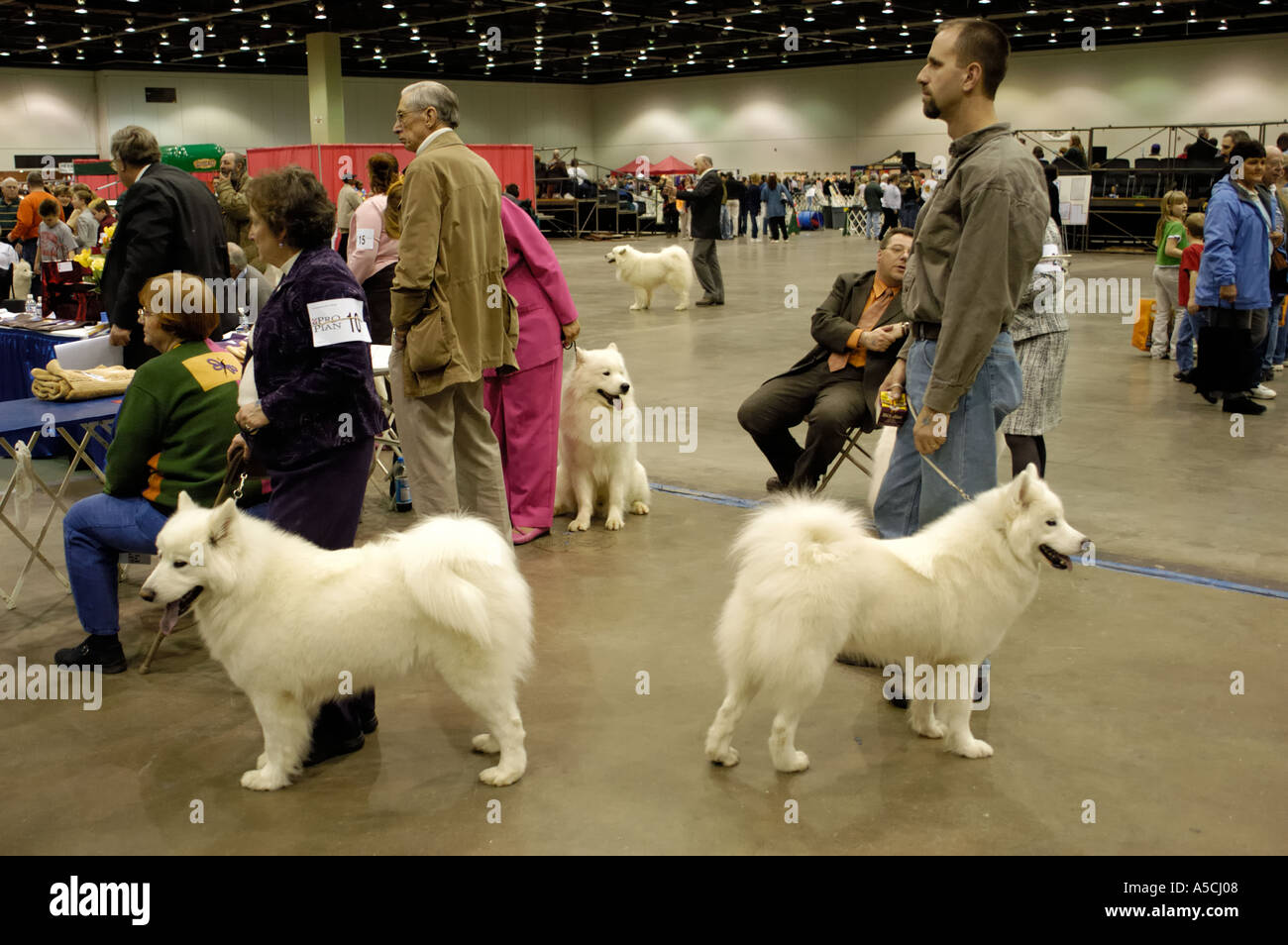 Samoyed dogs awaiting their turns at the Detroit Kennel Club Dog