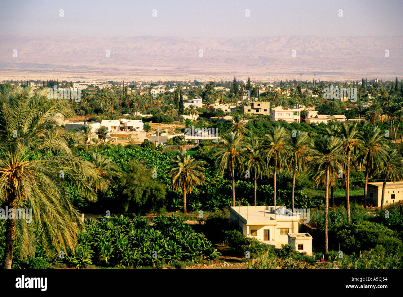 Israel Jericho in the West Bank Palestine Stock Photo 3678803 Alamy