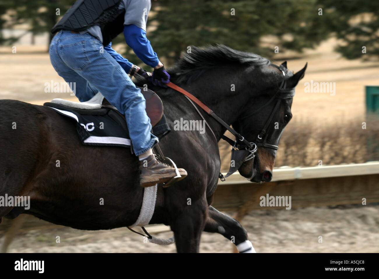 HORSES THOROUGHBRED RACING Calgary Alberta Canada Exercising the horses