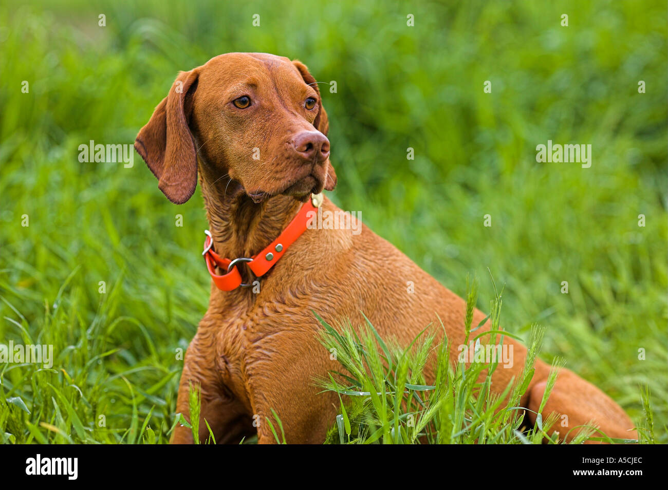 Are Vizslas Purebred Dogs