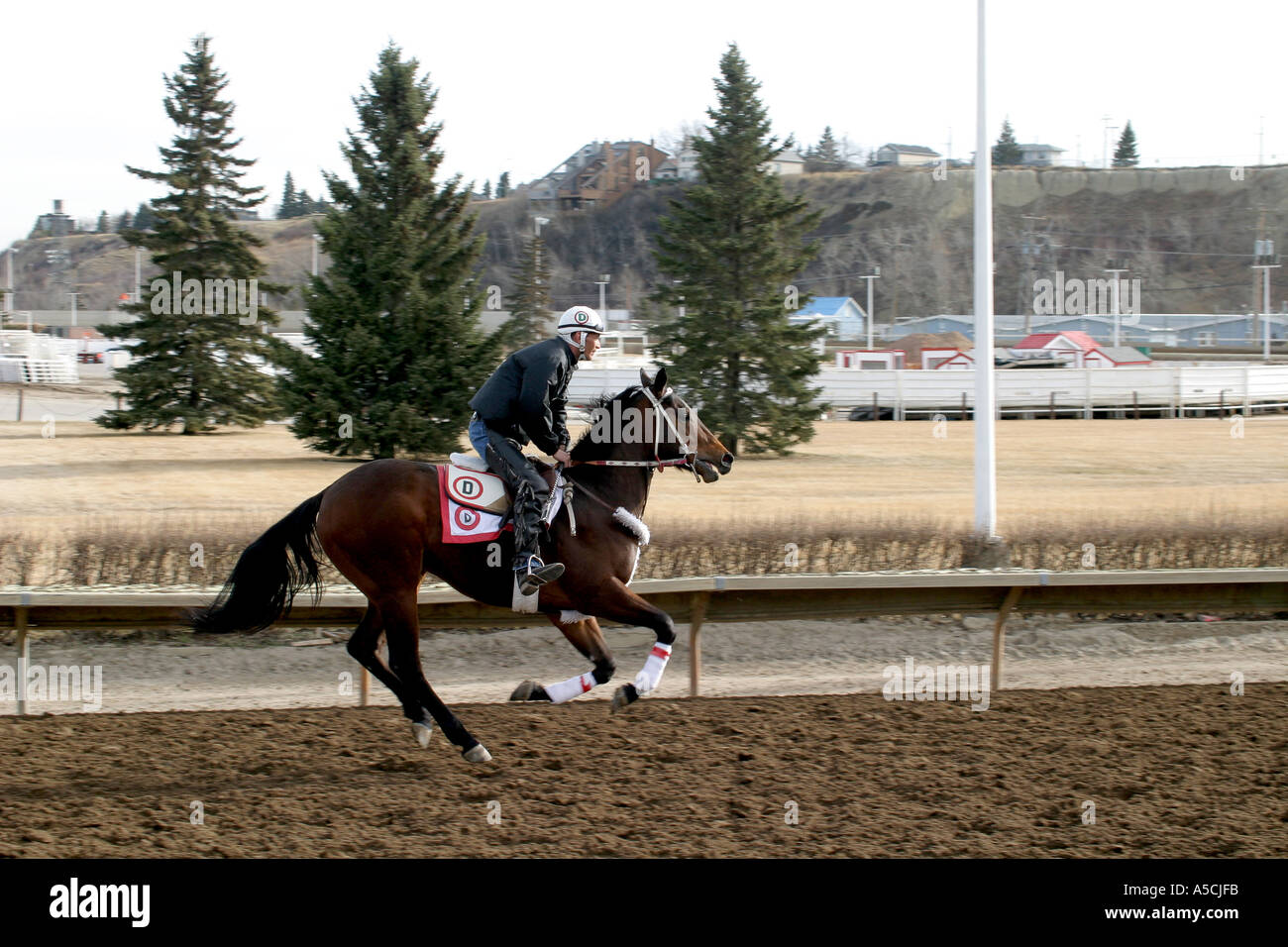 HORSES THOROUGHBRED RACING Calgary Alberta Canada Exercising the horses Stock Photo