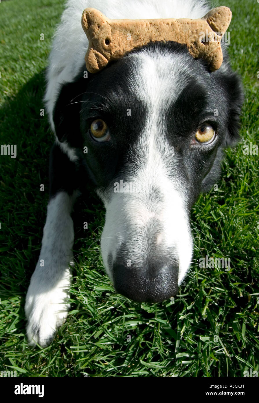 Purebred Border Collie Dog with Bone on Head Stock Photo Alamy