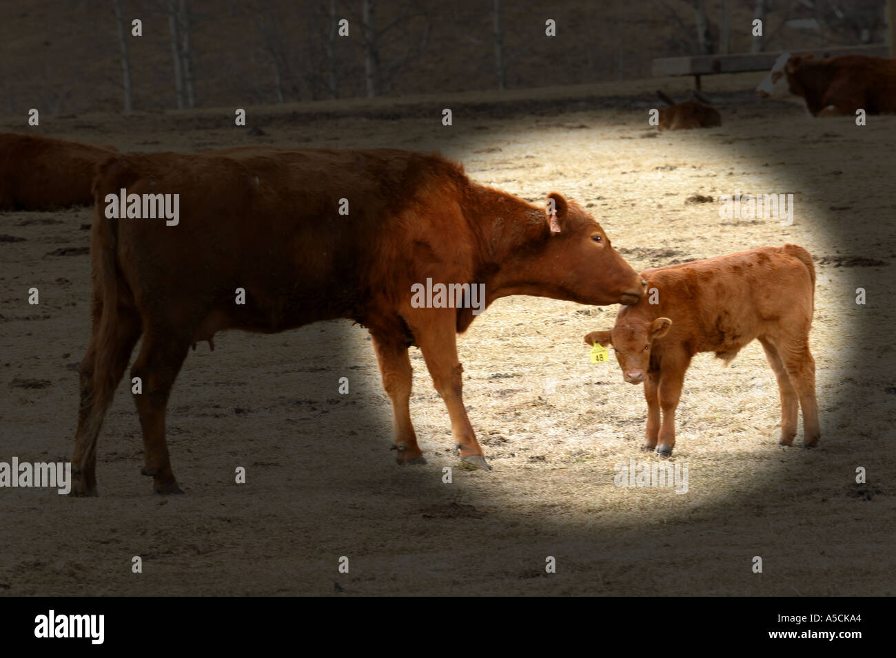 LIVESTOCK cow and calf Stock Photo - Alamy
