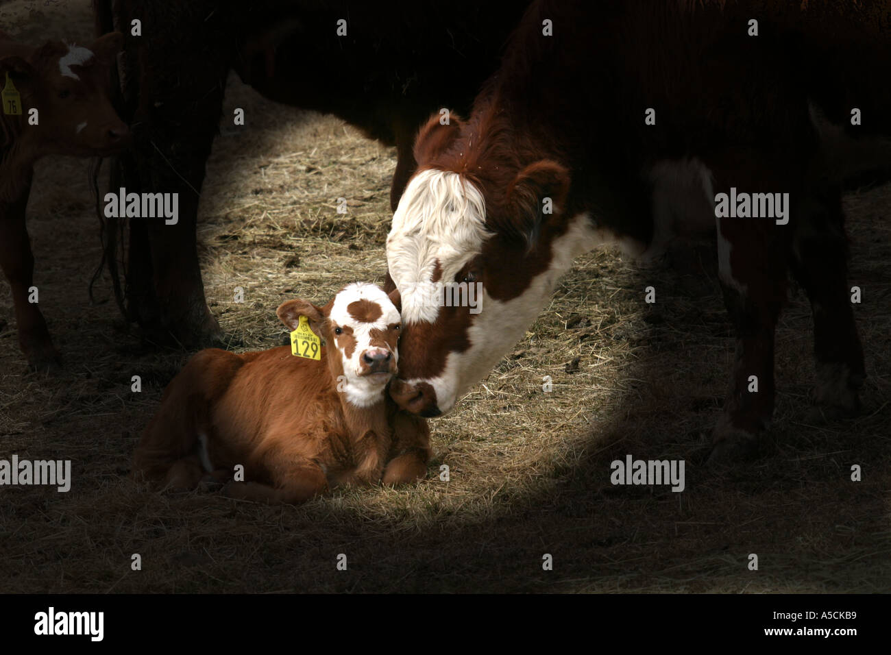 LIVESTOCK cow and calf Stock Photo - Alamy