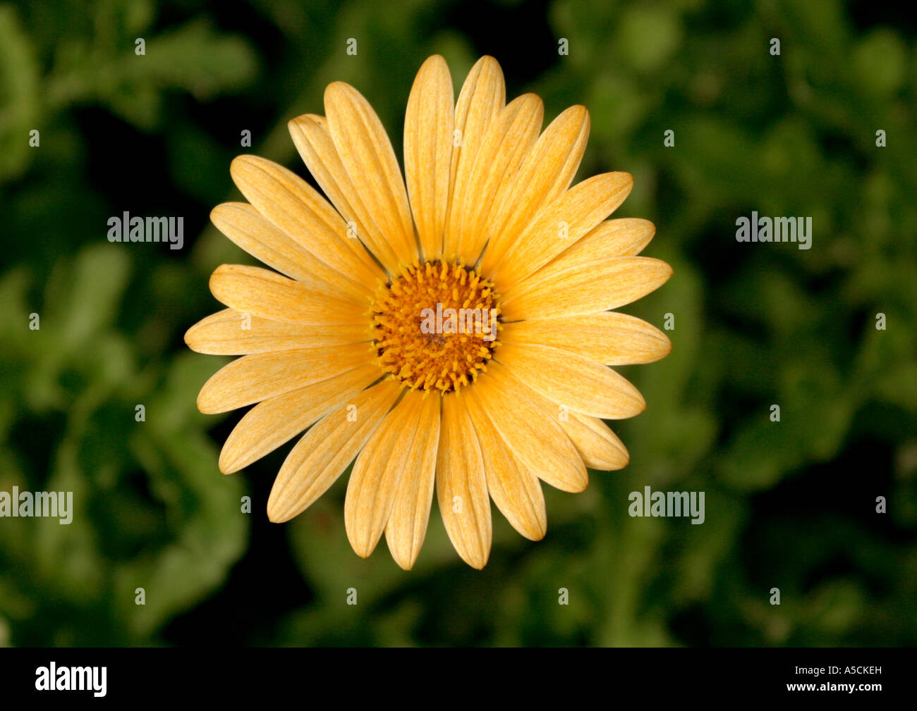 Yellow Daisy Variety Stock Photo Alamy