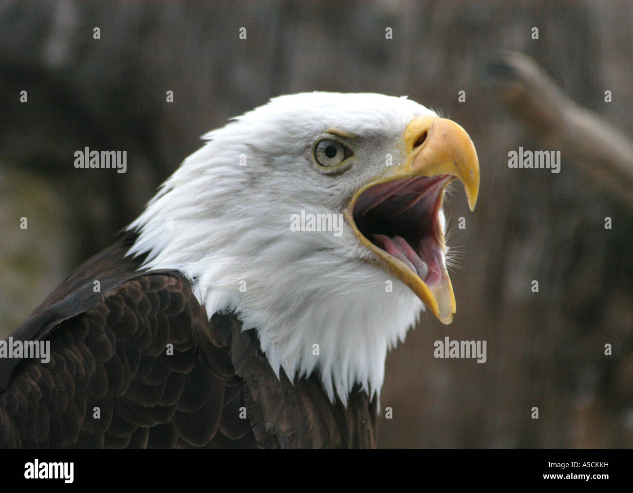 Bald eagle (Haliaeetus leucocephalus), the national emblem of the United States, at Prague Zoo, Czech Republic Stock Photo