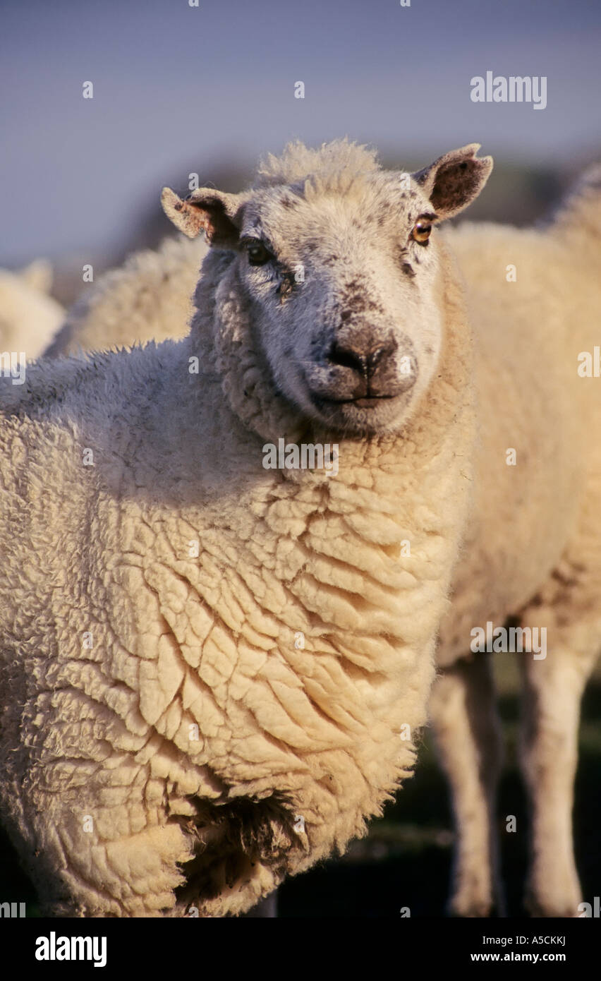 Sheep wth clipped ear and full fleece Brecon beacons national park ...