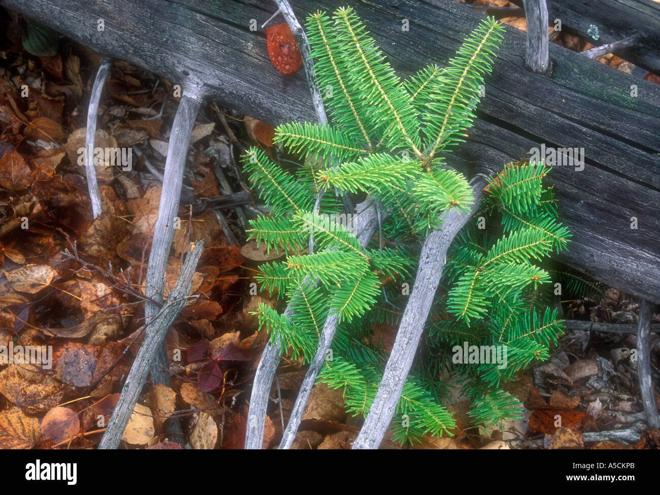 White spruce (Picea glauca) Small spruce seedling growing beside fallen tree, Greater Sudbury, Ontario, Canada Stock Photo