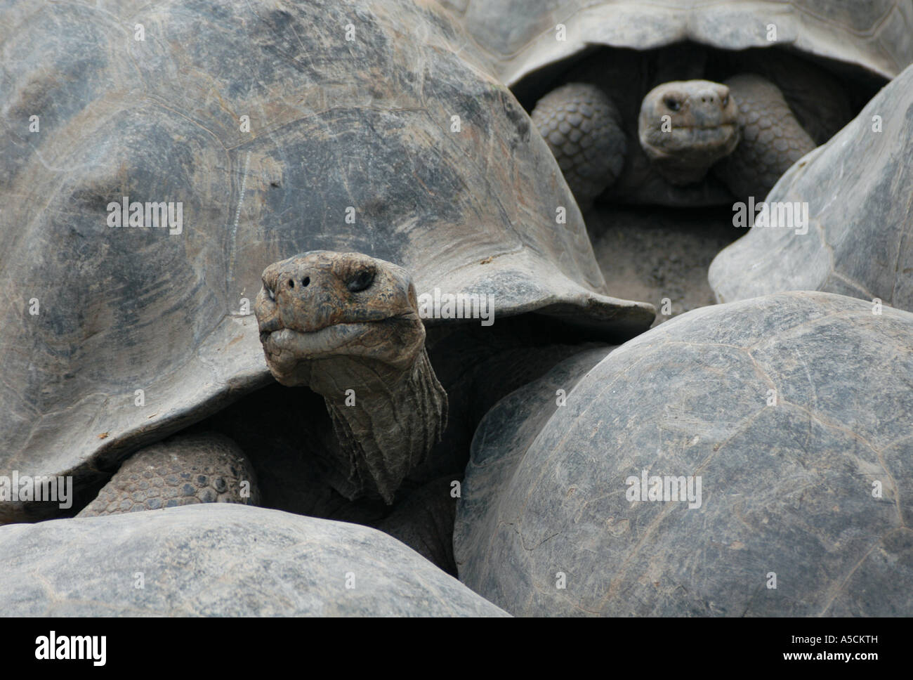 Galapagos giant tortoises of the Sierra Negra subspice (Geochelone nigra guntheri) on the Galapagos, Ecuador Stock Photo