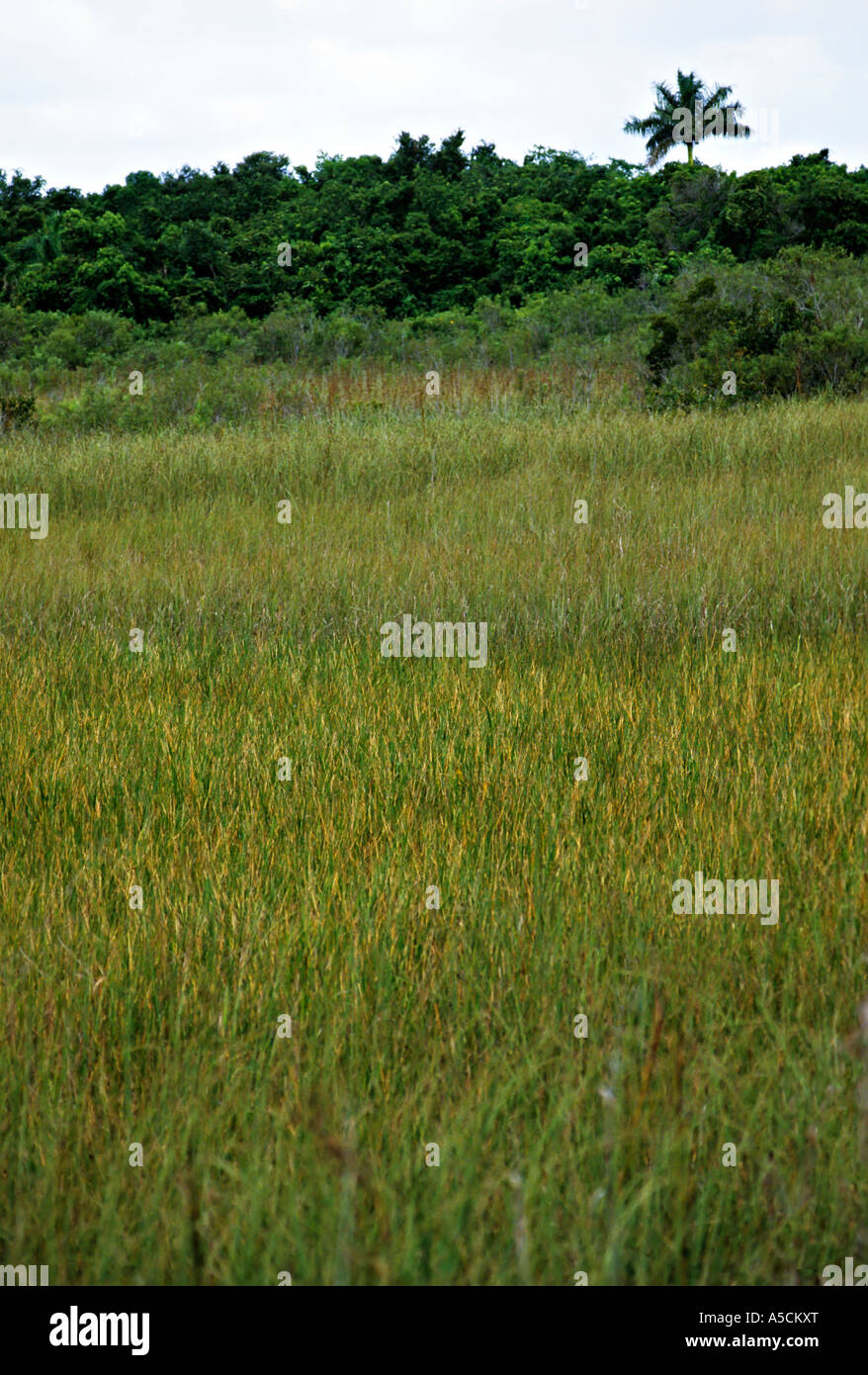 Sawgrass sedge Cladium jamaicense Everglades national park Florida USA Stock Photo