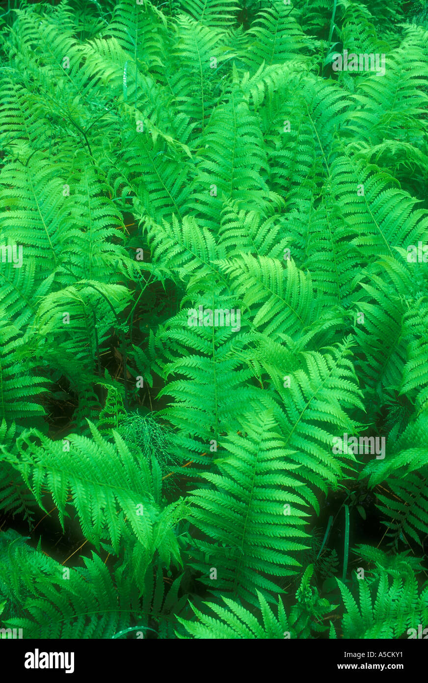 Marsh fern (Thelypteris palustris) Large colony of marsh fern in wet habitat, Greater Sudbury, Ontario, Canada Stock Photo