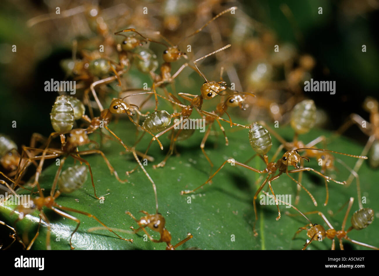 Green tree ants Oecophylla smaragdina on leaf beginning nest building