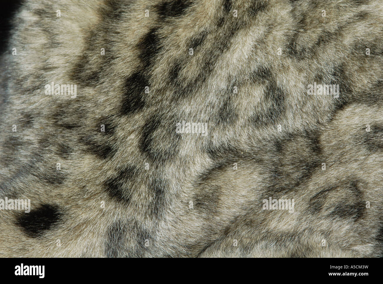 Leopards skin hires stock photography and images Alamy