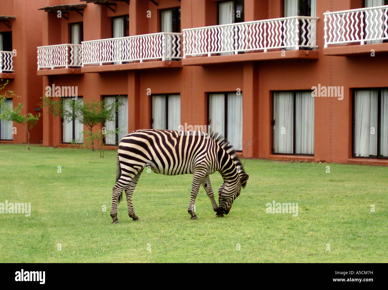 Surreal Zebra on Lawn of Hotel, Zambia Stock Photo
