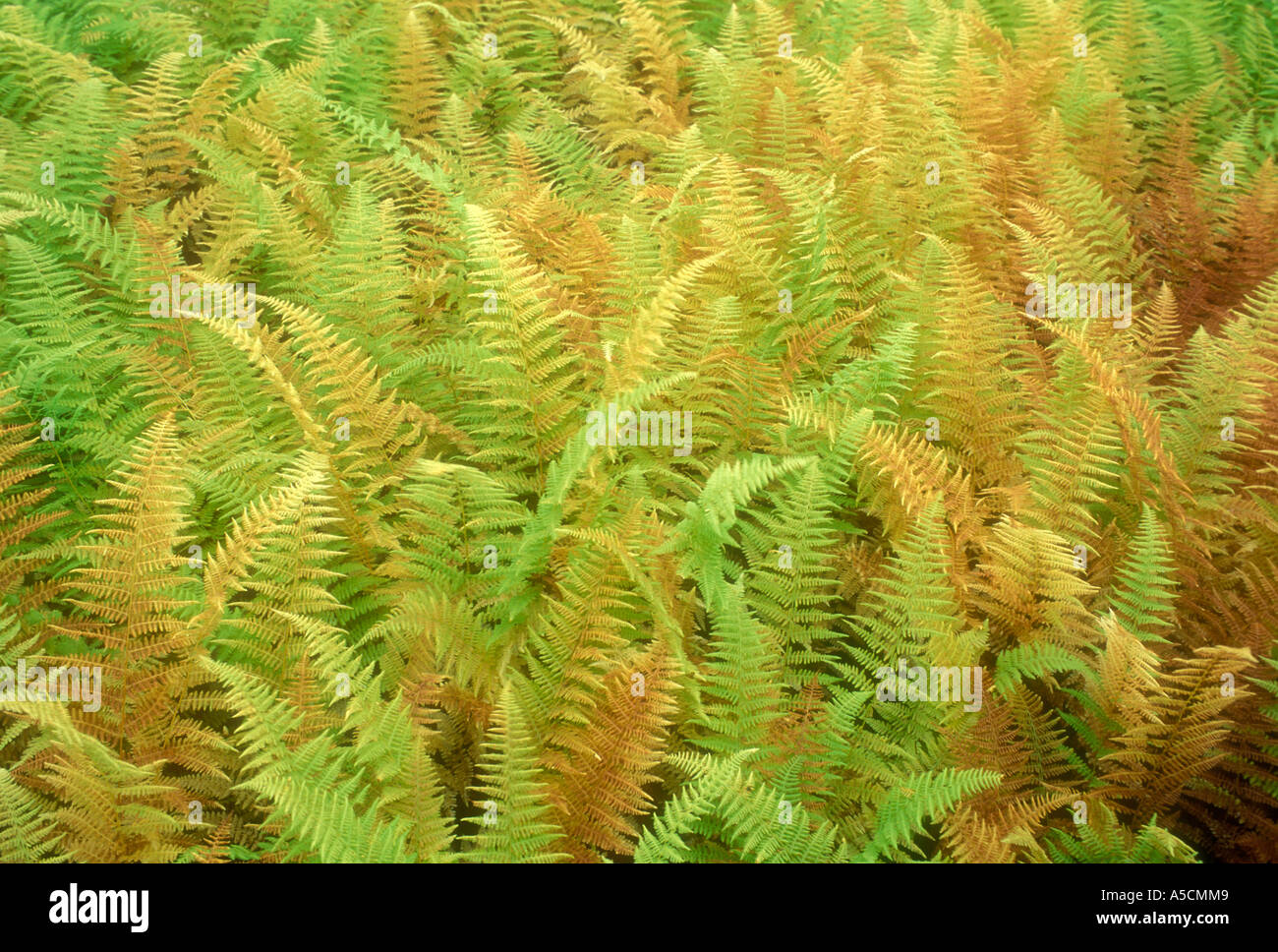 Hayscented fern (Dennstaedtia punctilobula) Large colony of ferns in birch woodlands, in early autumn, Greater Sudbury, Ontario, Canada Stock Photo