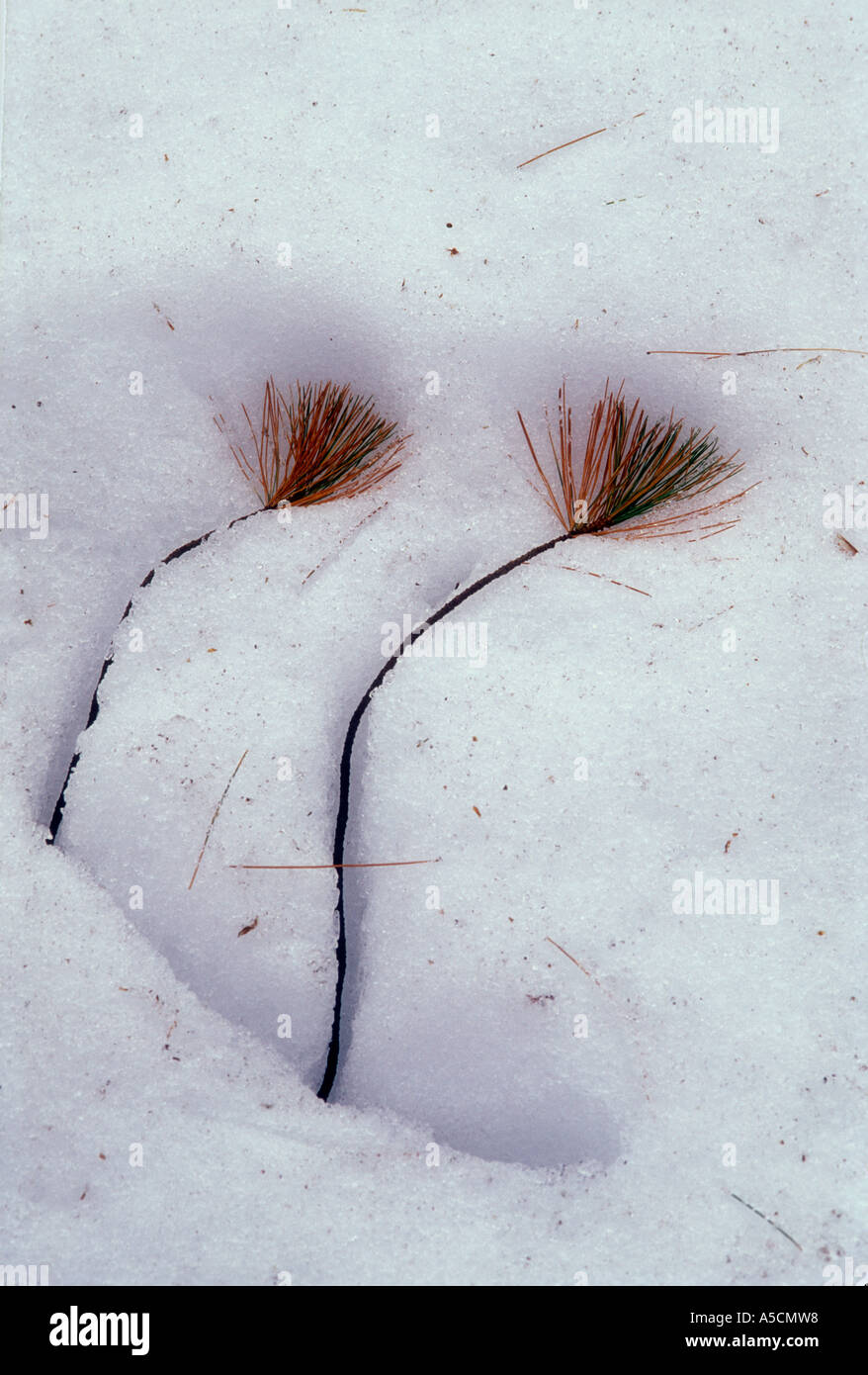 White pine (Pinus strobus) Spring snow melting back to reveal pine branch with needles, Greater Sudbury, Ontario, Canada Stock Photo