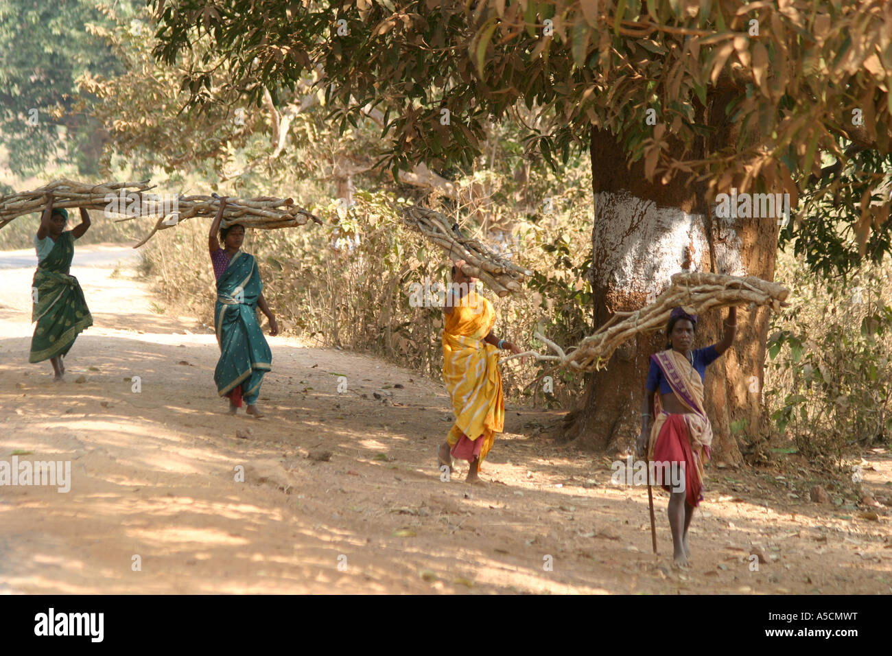 Desia Kondh tribal women carry huge loads of firewood on their heads near Bhatpur village Orissa India Stock Photo
