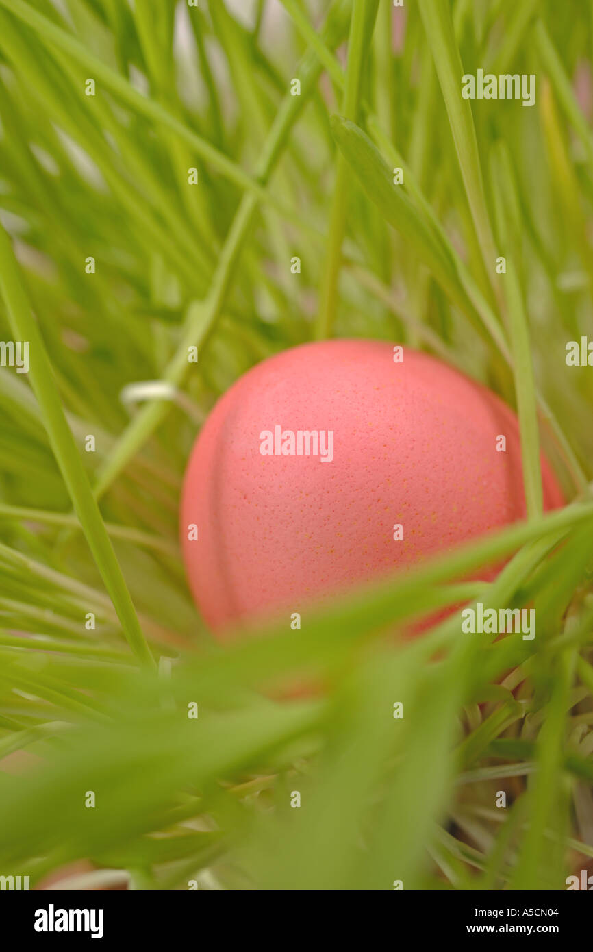 Red Easter Egg in Green Grass Stock Photo