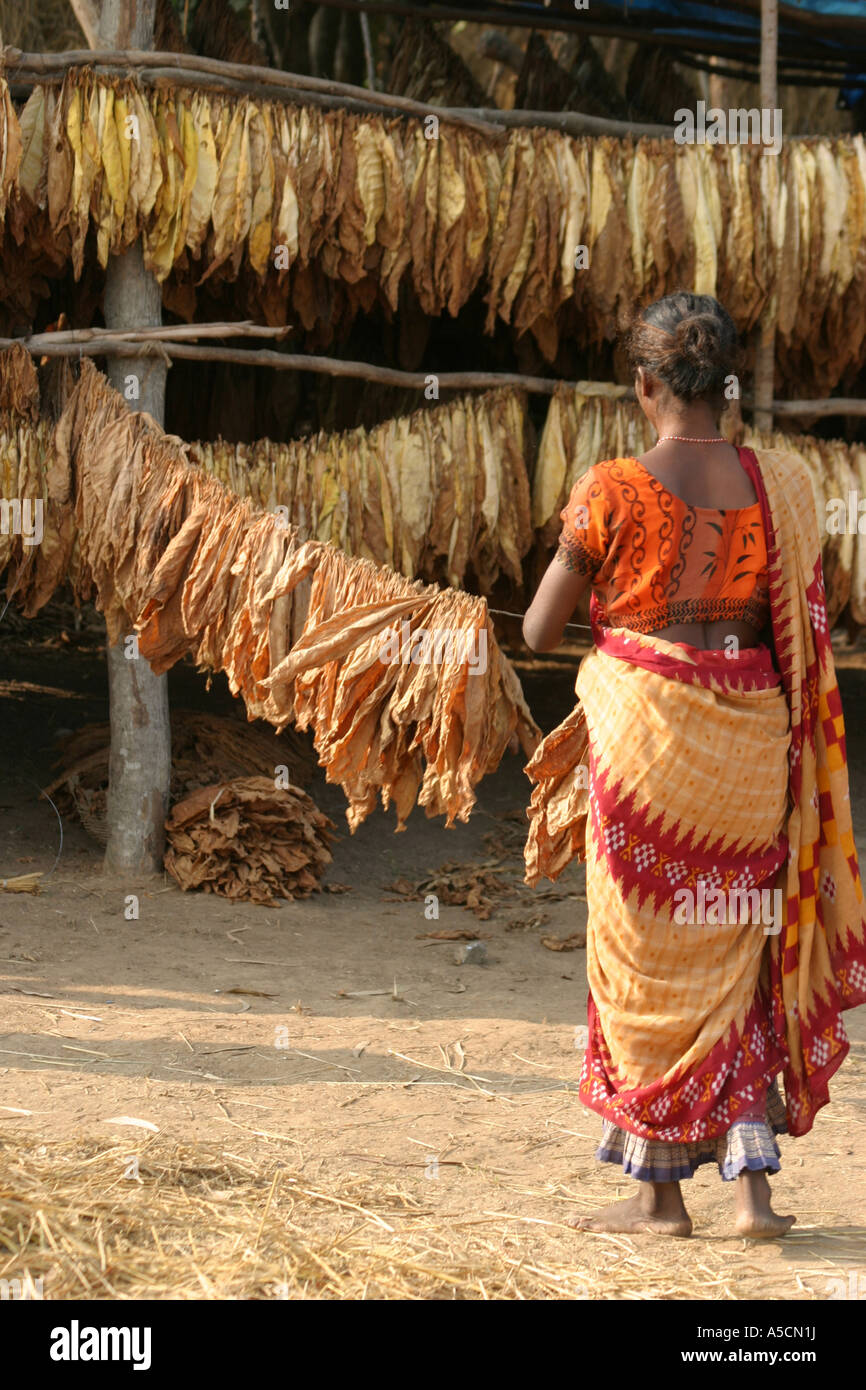 Desia Kondh tribal  preparing tobacco leaves for drying  in Bhatpur village Orissa India Stock Photo