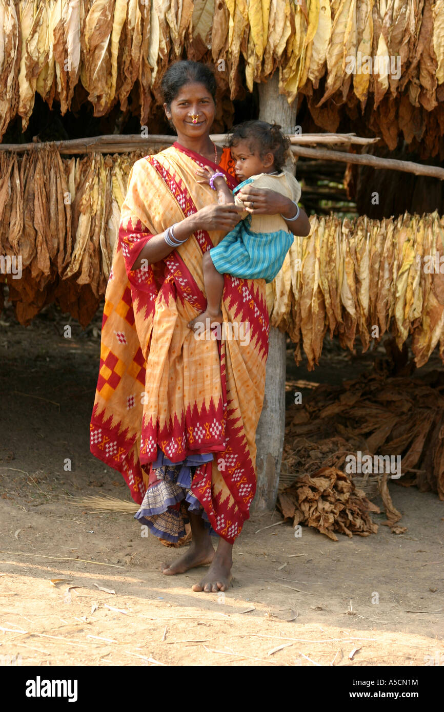 Desia Kondh tribal  preparing tobacco leaves for drying  in Bhatpur village Orissa India Stock Photo