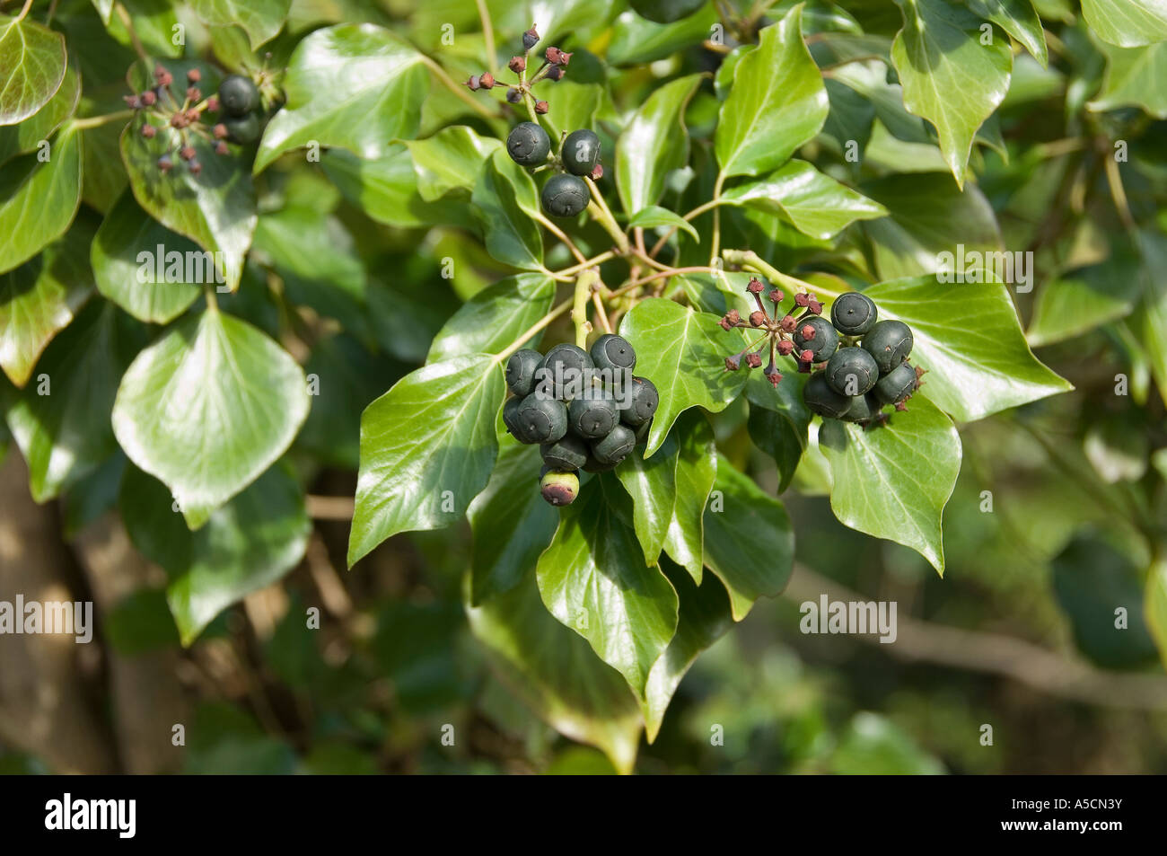 Close up of black berry berries on ivy plant in autumn England UK United Kingdom GB Great Britain Stock Photo