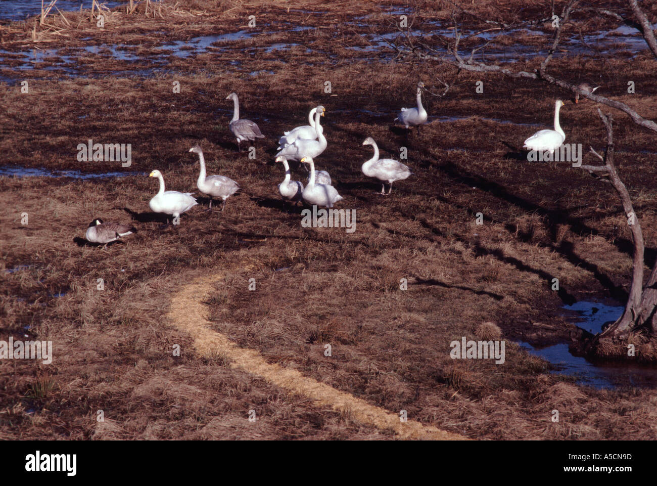 Whooper swans Stock Photo