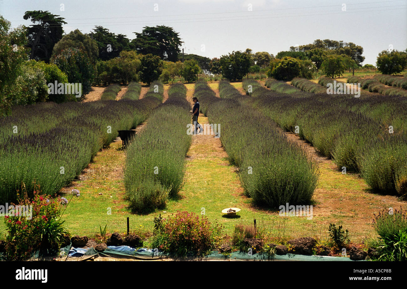 Lavender Farm on the great Ocean Road near Portland Victoria Australia