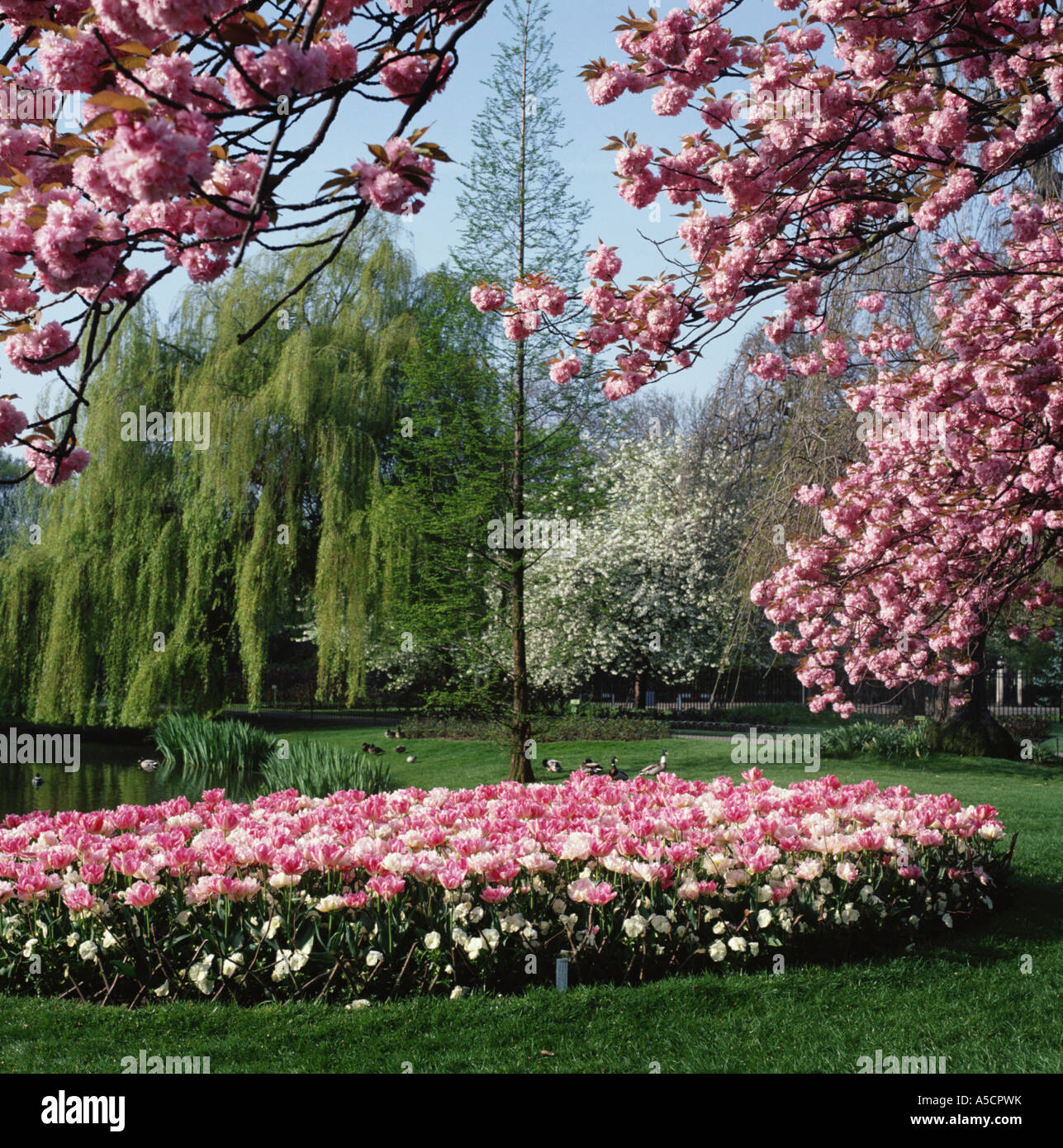 Cherry Blossom Florist Bexley Village