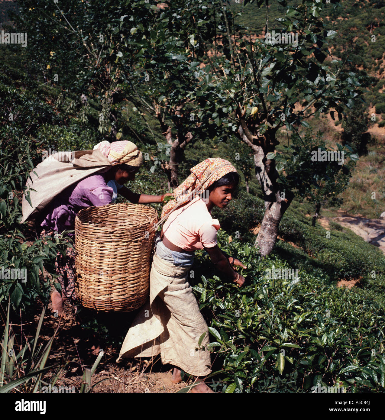 Tea Pickers Sri Lanka Stock Photo