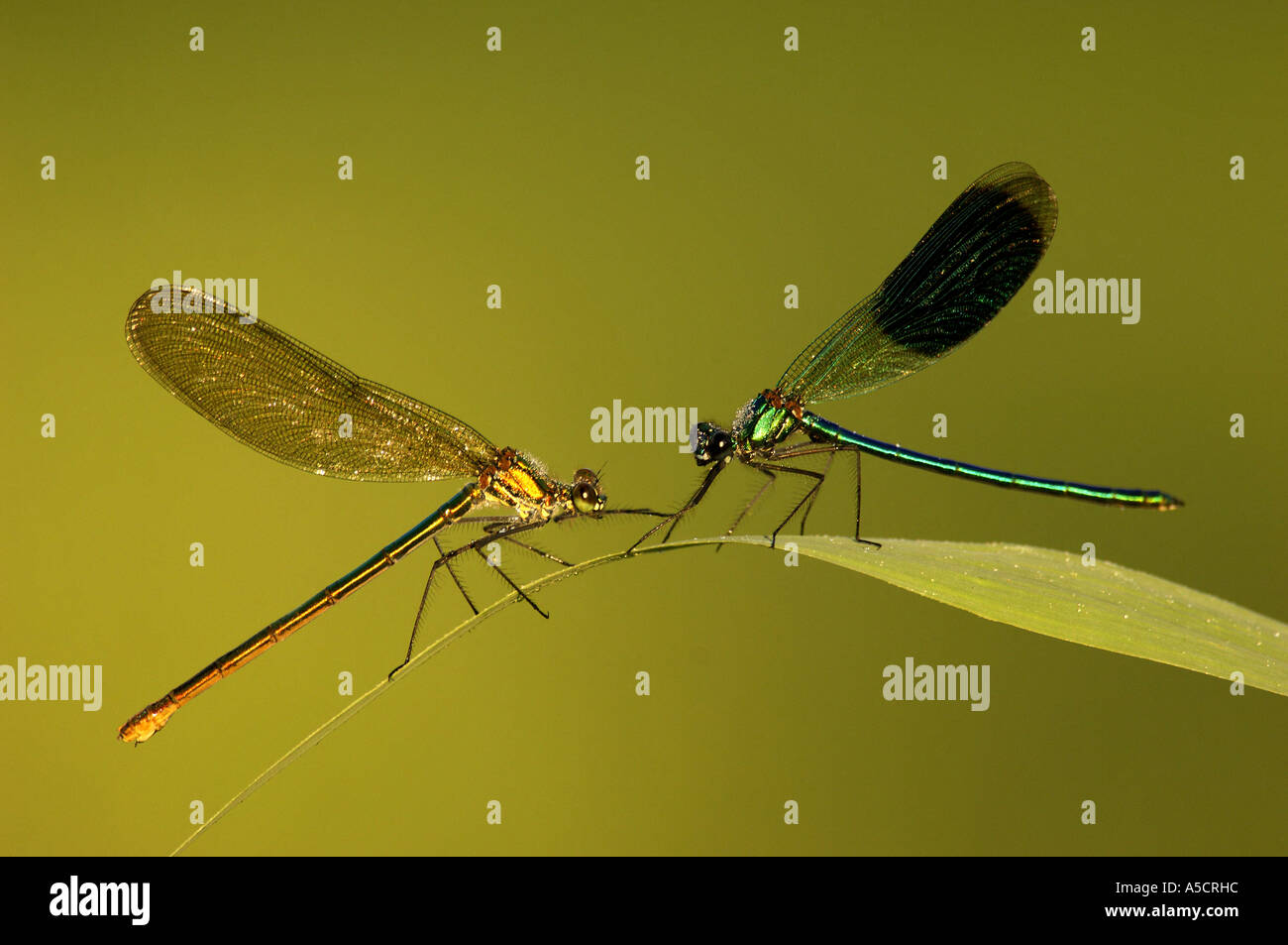 Two dragonflies on leaf, calopteryx splendens Stock Photo - Alamy