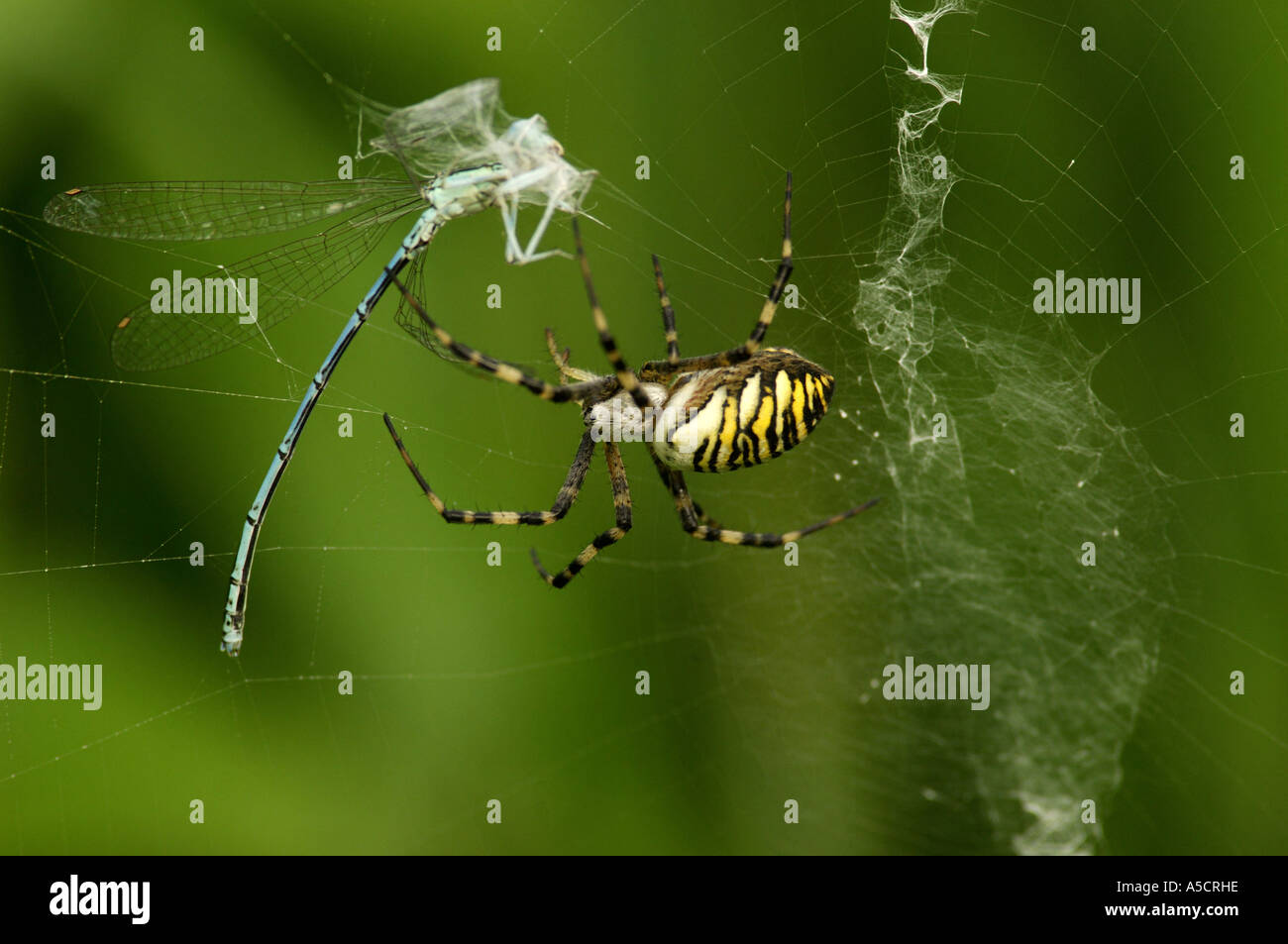 Trapped dragonfly spider's web, wasp spider (agiope bruennichi) close