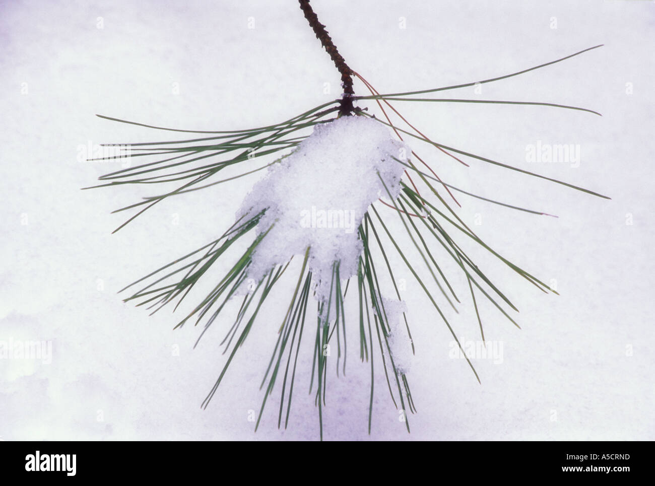 White pine (Pinus strobus) Fresh snow on pine bough in early spring, Greater Sudbury, Ontario, Canada Stock Photo