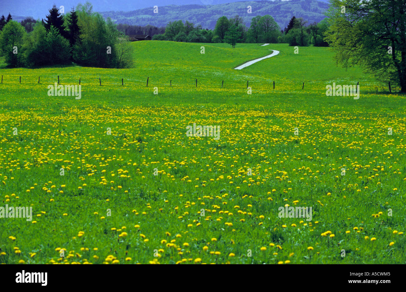 Dandelion meadow in spring hi-res stock photography and images - Alamy