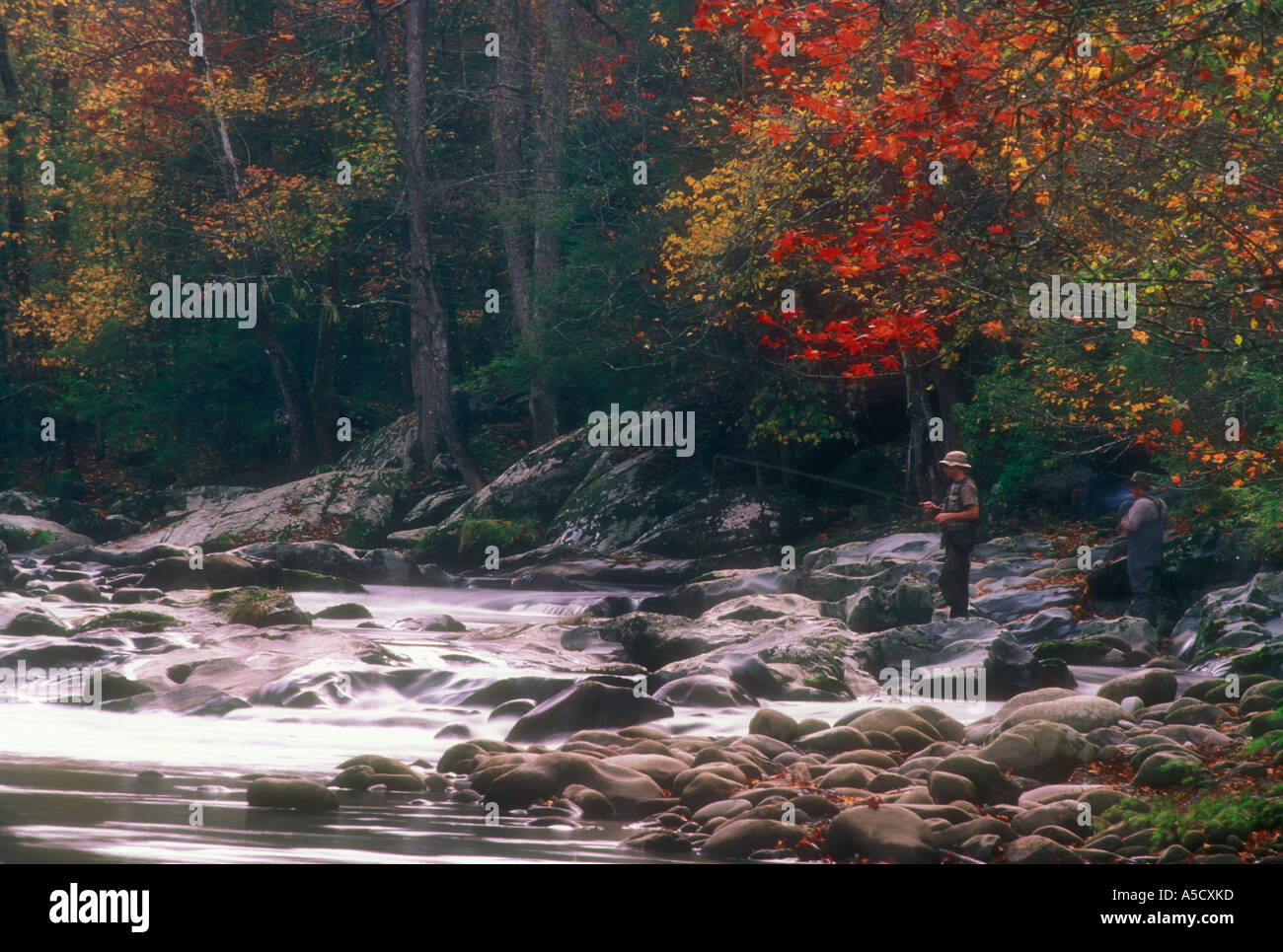 Trout fishing in the Middle Prong of the Little Pigeon River. Great