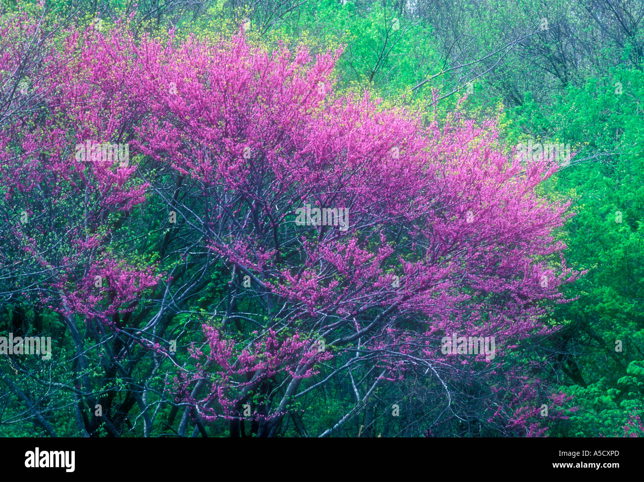Redbud (Cercis canadensis) Southern Appalachian flowering tree and
