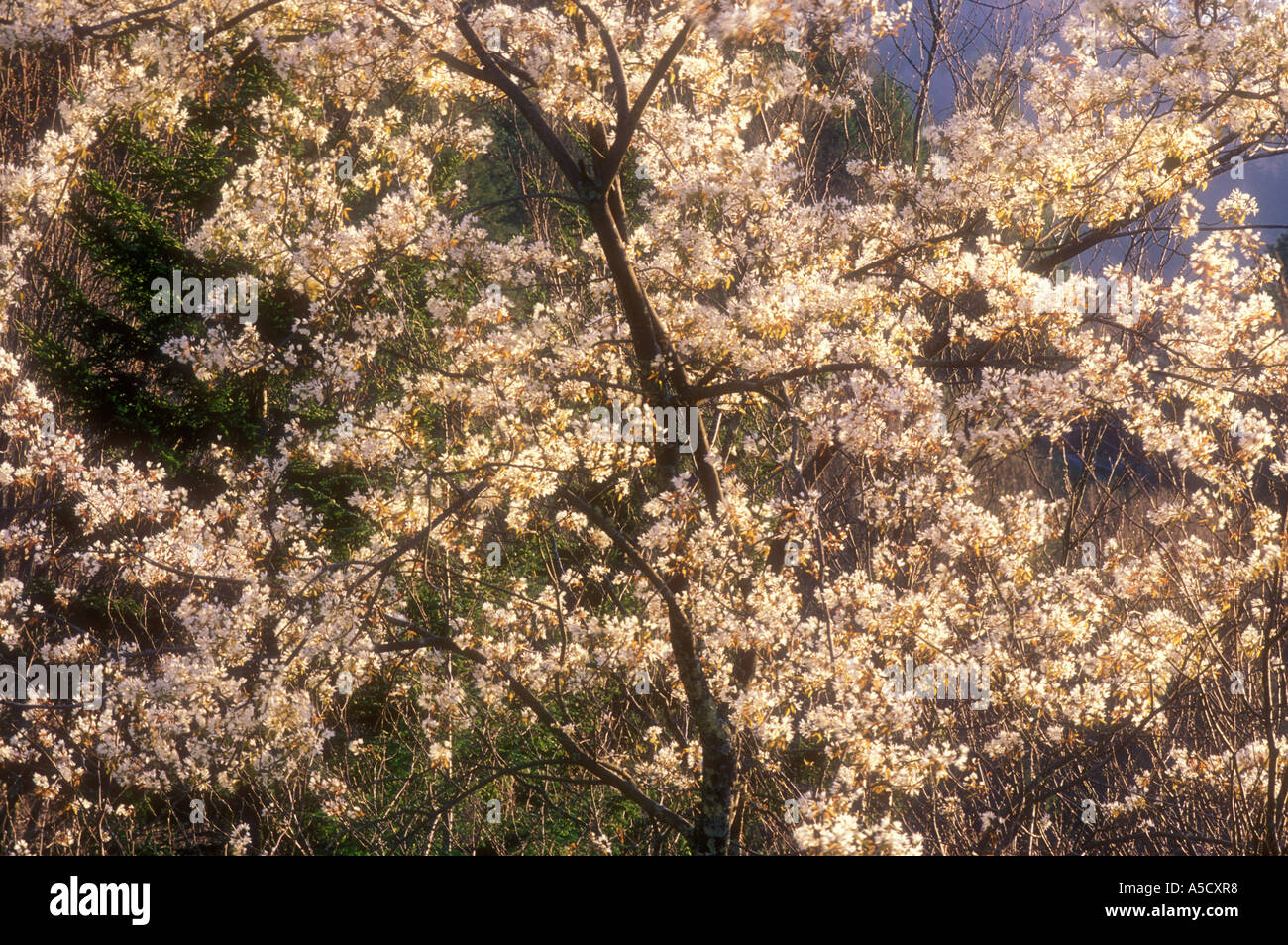 Fire Cherry Flowering tree near Morton's Overlook, Great Smoky Mountains National Park, Tennessee, USA Stock Photo