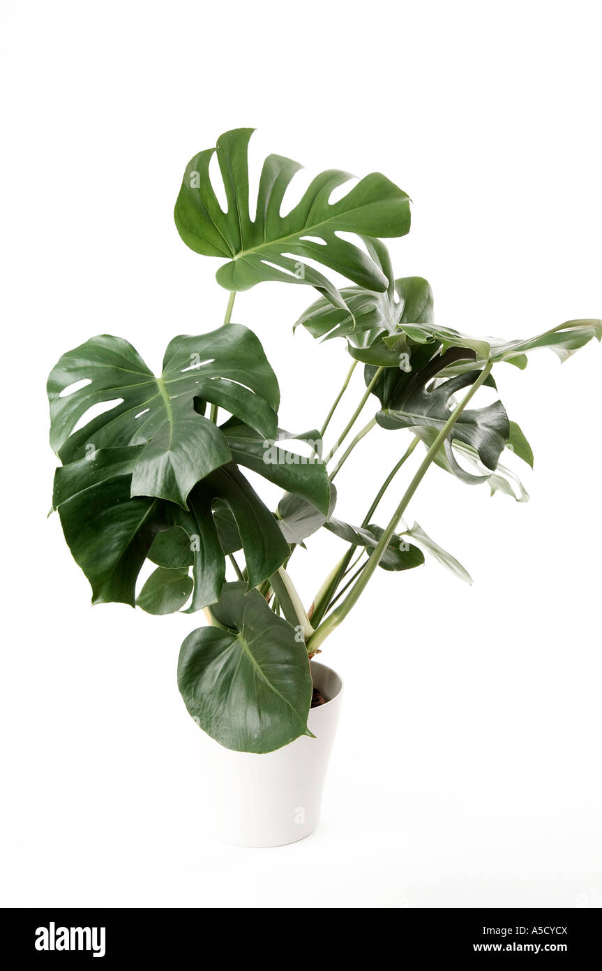 cheese, plant, pot, potplant, house, green, leaves, leaf, grow, water