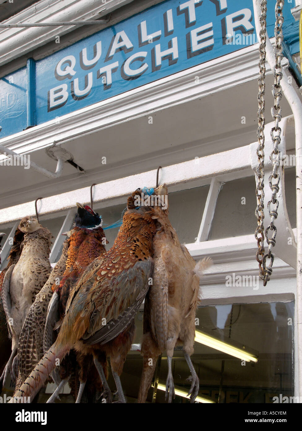 game, birds, gamekeeper, keeper, bird, pheasant, partridge, wild, shot