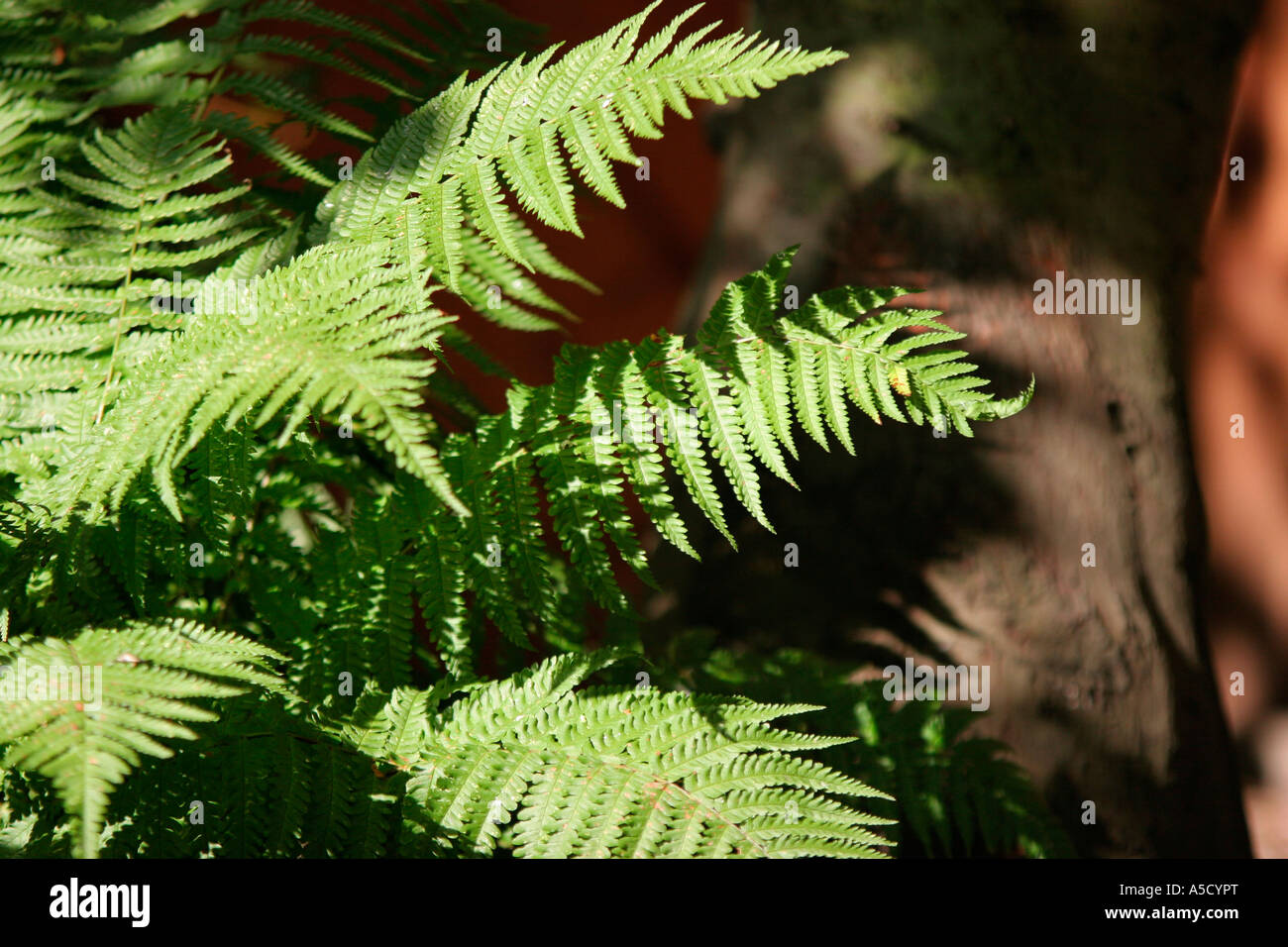 Common fern in the sunlight Stock Photo