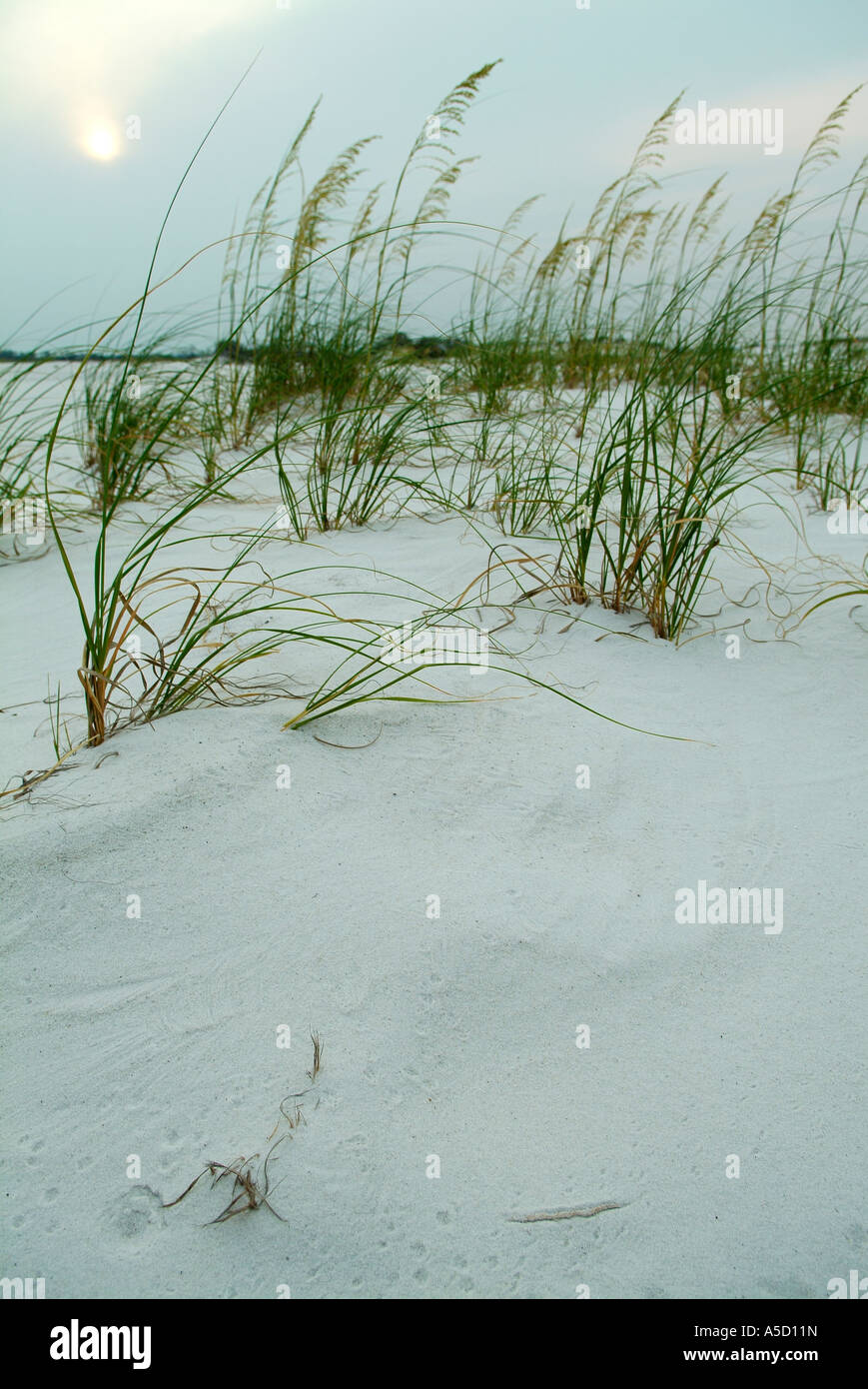Sea oats on a beach in Pensacola, Florida Gulf of Mexico Stock Photo