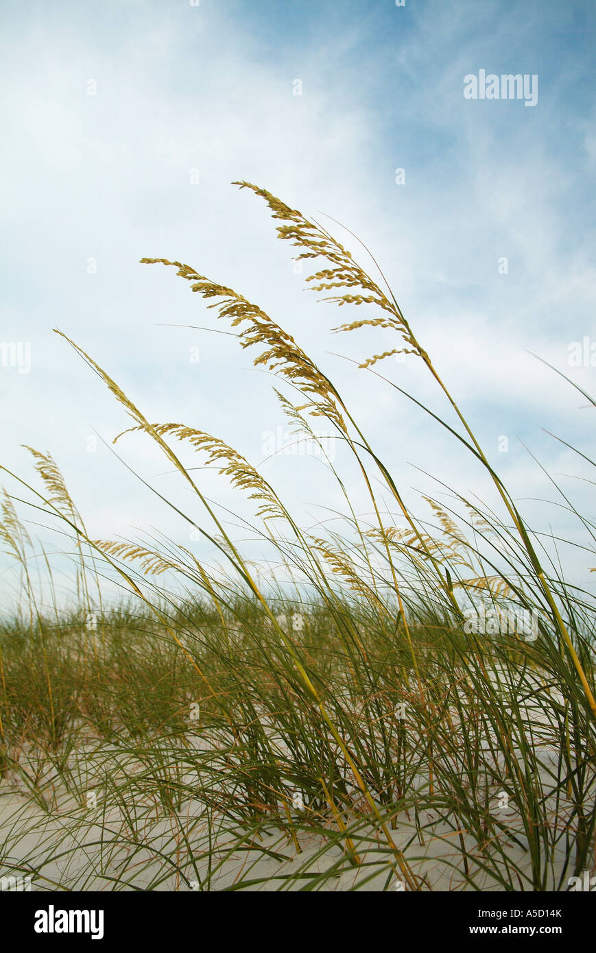 Sea oats on a beach in Pensacola, Florida Gulf of Mexico Stock Photo