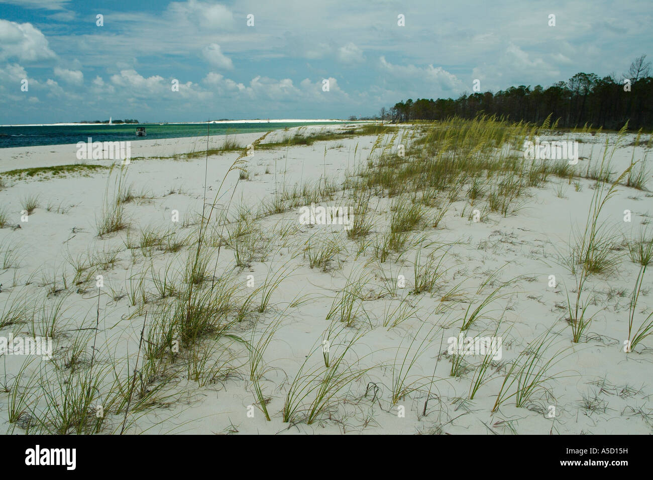 Sea oats on a beach in Pensacola, Florida Gulf of Mexico Stock Photo