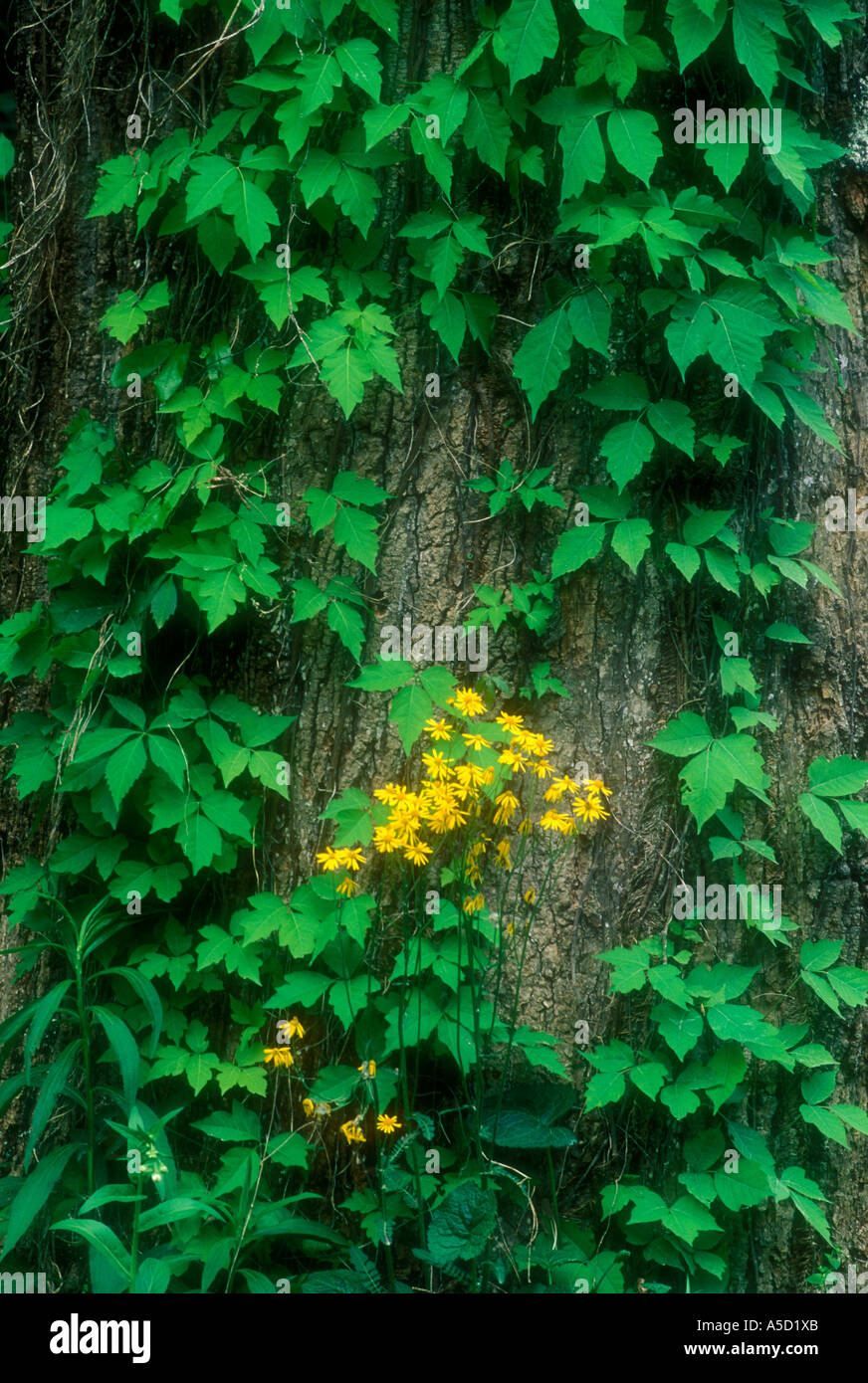 Golden ragwort (Senecio aureus) With Virginia creeper at base of tree, Great Smoky Mountains National Park, Tennessee, USA Stock Photo